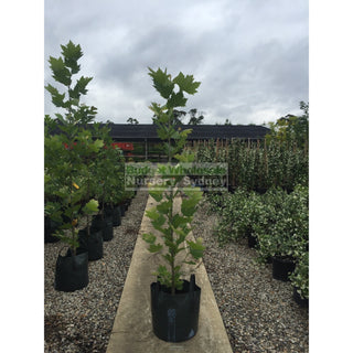 London Planetree 45L Platanus × Acerifolia Default Type