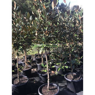 Magnolia Grandiflora Exmouth 400Mm Pot / 45L Bag Default Type