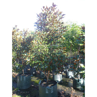 Magnolia Kay Parris 100Lt Bag Plants