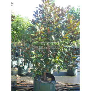 Magnolia Kay Parris 100Lt Bag Plants