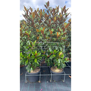 Magnolia Kay Parris 400Mm Pot / 45L Bag Plants