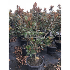 Magnolia Little Gem Xxlarge 500Mm/75Lt Pot Plants