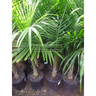 Majestic Palm 200Mm Pots Ravenea Rivularis Default Type