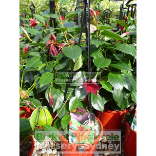 Mandevilla Diamantina Red Brazillian Jasmine 200Mm Pots Plants