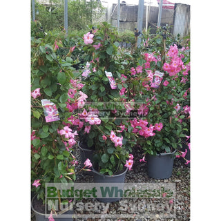 Mandevilla Pretty Rose Pink 300Mm Plants