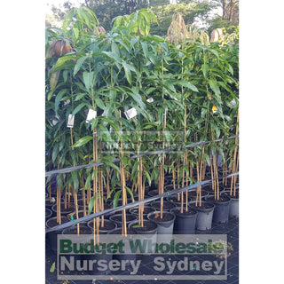 Mango Tree Bowen Large 250Mm Pots Mangifera Indica Edible Fruit Default Type