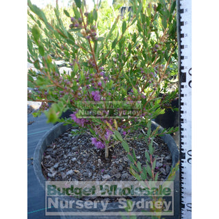 Melaleuca Thymifolia 140Mm Pot Plants