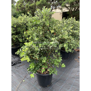 Metrosideros Thomasii 400Mm Extra Large Instant Hedging New Zealand Christmas Bush Default Type