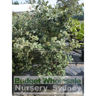 Metrosideros Thomasii 400Mm Extra Large Instant Hedging New Zealand Christmas Bush Default Type