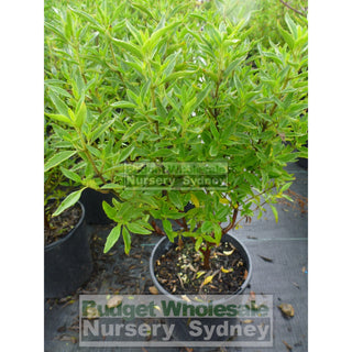 Mint Bush Prostanthera Ovalifolia 140Mm Gift Card