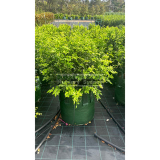 Murraya Paniculata Advanced (Orange Jasmine) 100L Bag Pot Plants