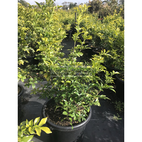 Murraya Paniculata (Orange Jasmine) Large 250mm Pot