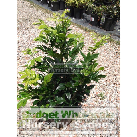 Murraya Paniculata (Orange Jasmine) Large 250Mm Pot Plants