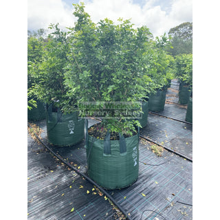 Murraya Paniculata Super Advanced Orange Jasmine) 150L Bag Pot Plants