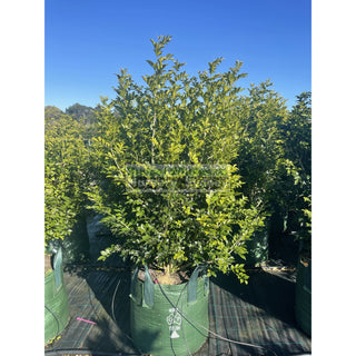 Murraya Paniculata Super Advanced (Orange Jasmine) 150L Bag Pot Plants