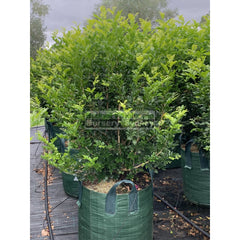 Murraya Paniculata Super Advanced Orange Jasmine) 150L Bag Pot Plants