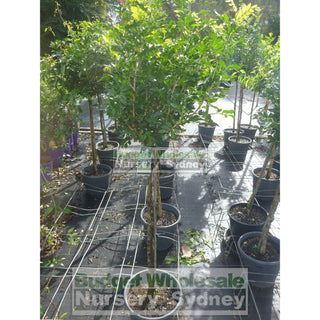 Murraya Paniculata Topiary Lollipop Plant 250Mm Pots Default Type