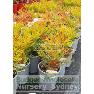 Nandina Gulfstream 140Mm Pots Gift Card