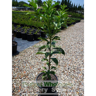 Native Frangipani 200Mm Pot Tree Hymenosporum Flavum. Fragrant Flowers Plants