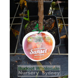 Nectarine Sunset Super Dwarf 4Ltr Default Type