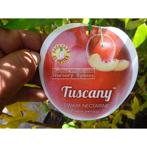 Nectarine Tree Dwarf Tuscany 4Ltr Default Type