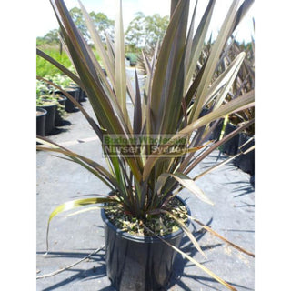 New Zealand Flax Purple 140Mm Pot. Phormium Tennax Purpurea Full Sun Or Part Shade. Drought Tolerant