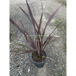 New Zealand Flax Purple 200Mm Pot. Phormium Tennax Purpurea Full Sun Or Part Shade. Drought Tolerant