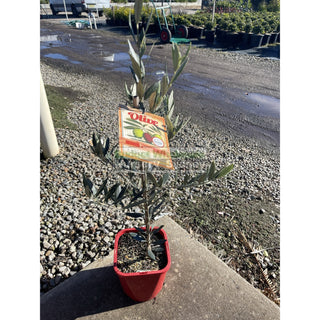 Olea Europa Picual (Olive) 200Mm Early Fruiting Default Type