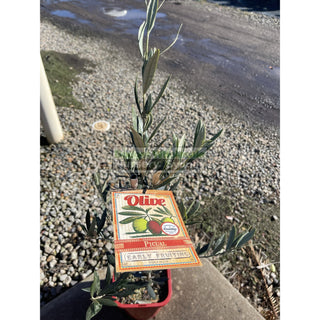 Olea Europa Picual (Olive) 200Mm Early Fruiting Default Type