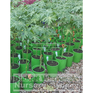 Paw Plant 200Mm Pot Default Type