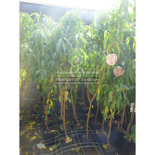 Peach Tree Dwarf White Gold 4Ltr Default Type