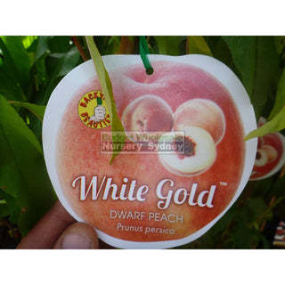 Peach Tree Dwarf White Gold 4Ltr Default Type
