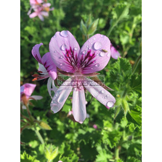 Pelargonium Crispum 140Mm Pots Lemon Scented Geranium Plants