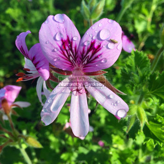 Pelargonium Crispum 140Mm Pots Lemon Scented Geranium Plants