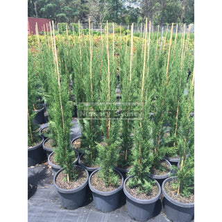 Pencil Pine Large 300Mm Pots Cupressus Sempervirens Glauca Default Type