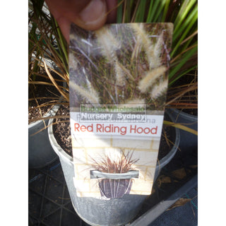 Pennisetum Red Riding Hood (Dwarf Purple Fountain Grass) 140Mm Plants