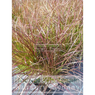 Pennisetum Red Riding Hood (Dwarf Purple Fountain Grass) 140Mm Plants