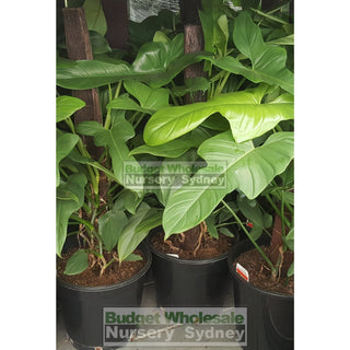 Philodendron Panduriforme 250Mm Totem Default Type