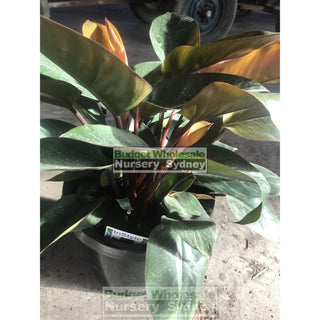 Copy Of Philodendron Rojo Congo 200Mm Pots Plants