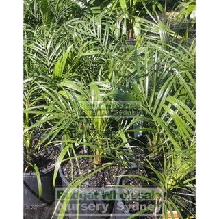 Phoenix Roebellini (Dwarf Date Palm) 200Mm Default Type