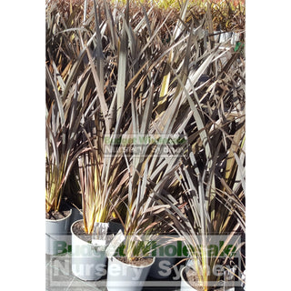 Phormium Black Beauty (Rage) (Nz Flax) 200Mm Plants