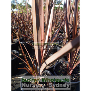 Phormium Bronze Warrior 200Mm New Zealand Flax Purple 200Mm Pot. Tennax Purpurea Full Sun Or Part