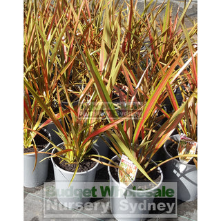 Phormium Jester 200Mm Pot Plants