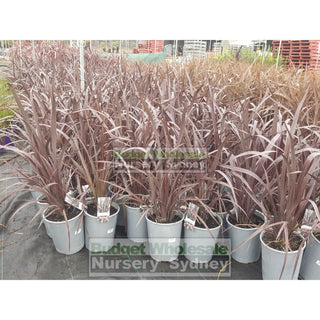 Phormium Wildwood (Nz Flax) 200Mm Plants
