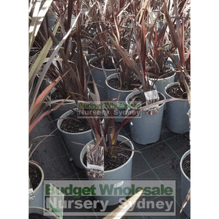 Phormium Wildwood (Nz Flax) 200Mm Plants