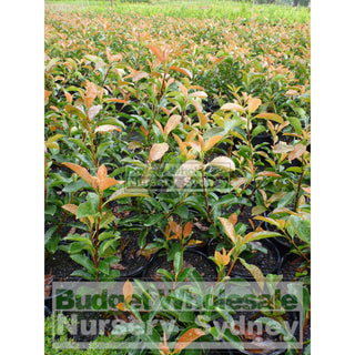 Photinia Robusta 200Mm Pot Plants