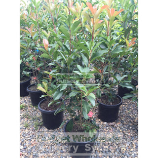 Photinia Robusta 300Mm Pot Plants