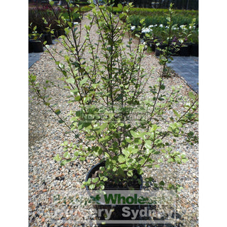 Pittosporum James Sterling 200Mm Pots Plants