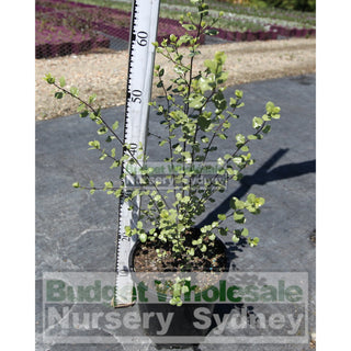 Pittosporum James Sterling 200Mm Pots Plants