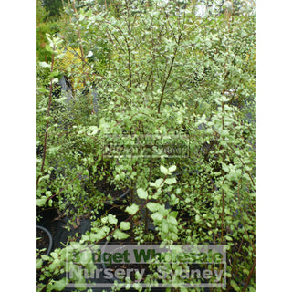 Pittosporum James Sterling 200Mm Pots Plants